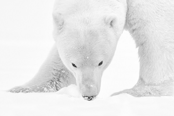 Polar bear in black and white looking at the photographer.